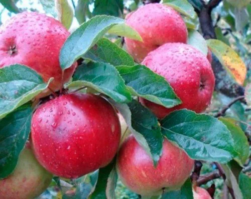 Пам’ять воїну