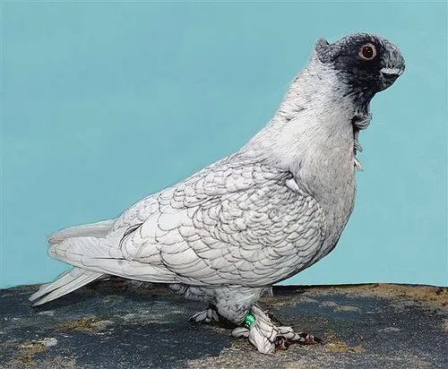 Східний строкатий (Блондинет)