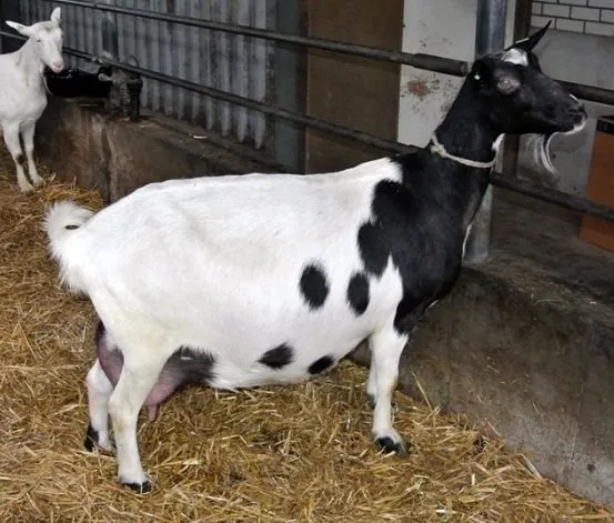 Кольорова зааненська коза (Sable)