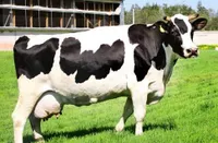 Фото Чорно-ряба