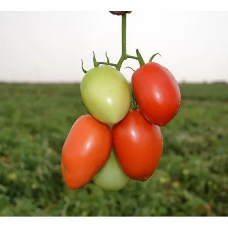 Сурія F1 / Surya F1