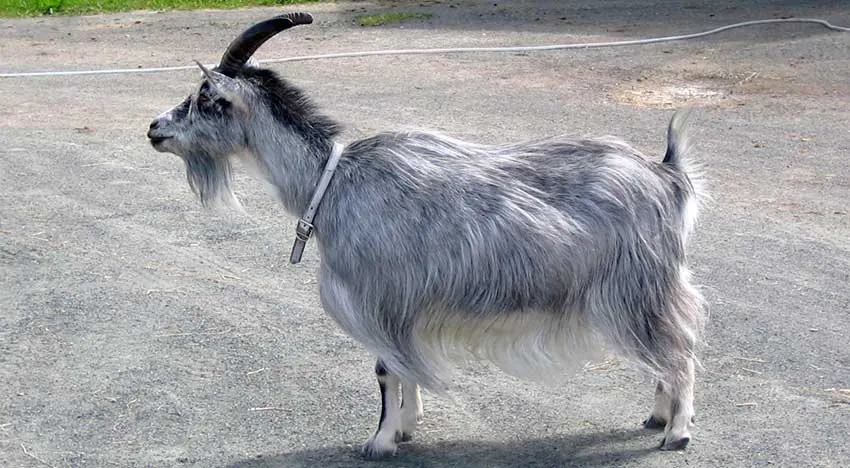 Фінський Ландрас