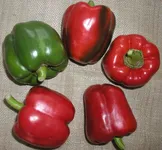 Фото Рубіка F1 / Rubika F1