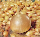 Фото Радар / Radar