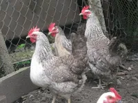 Фото Авіколор