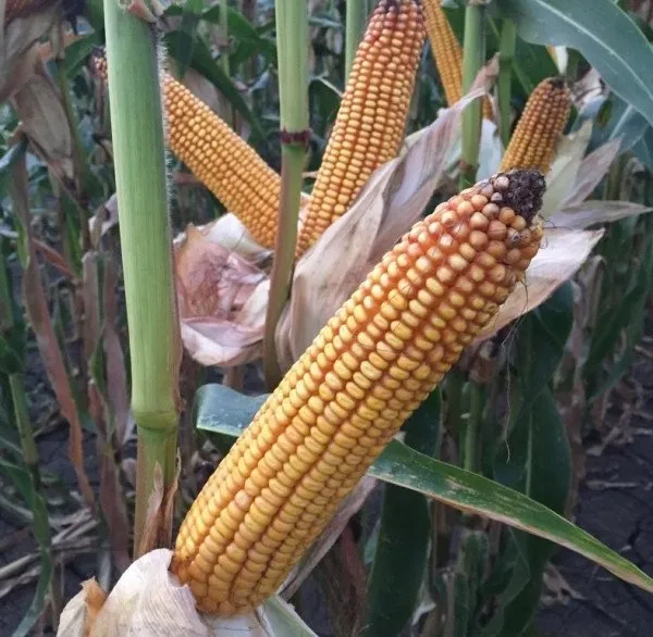 Пан 350 / Pan 350