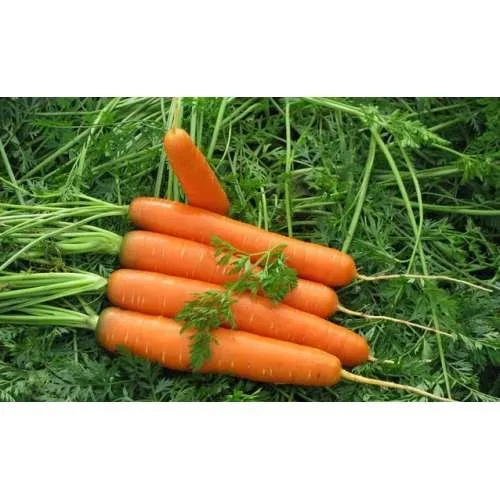 Ройал Форто / Royal Forto