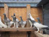 Фото Берлінський довгодзьобий турман