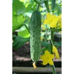 Фото Бігунок F1