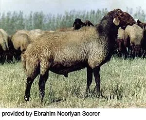 Породи овець Мерхабан (Mehraban)