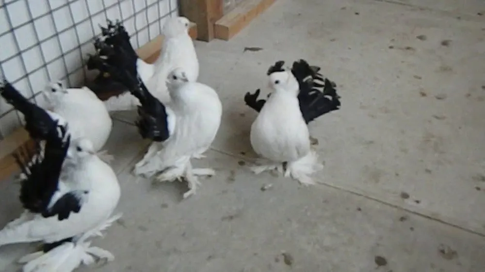 Новочеркаський Чорнохвостий