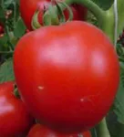 Фото Гардемарин F1