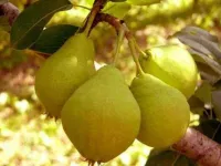 Фото Велика літня