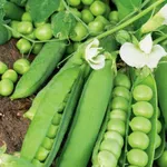 Фото Джоф (Jof)