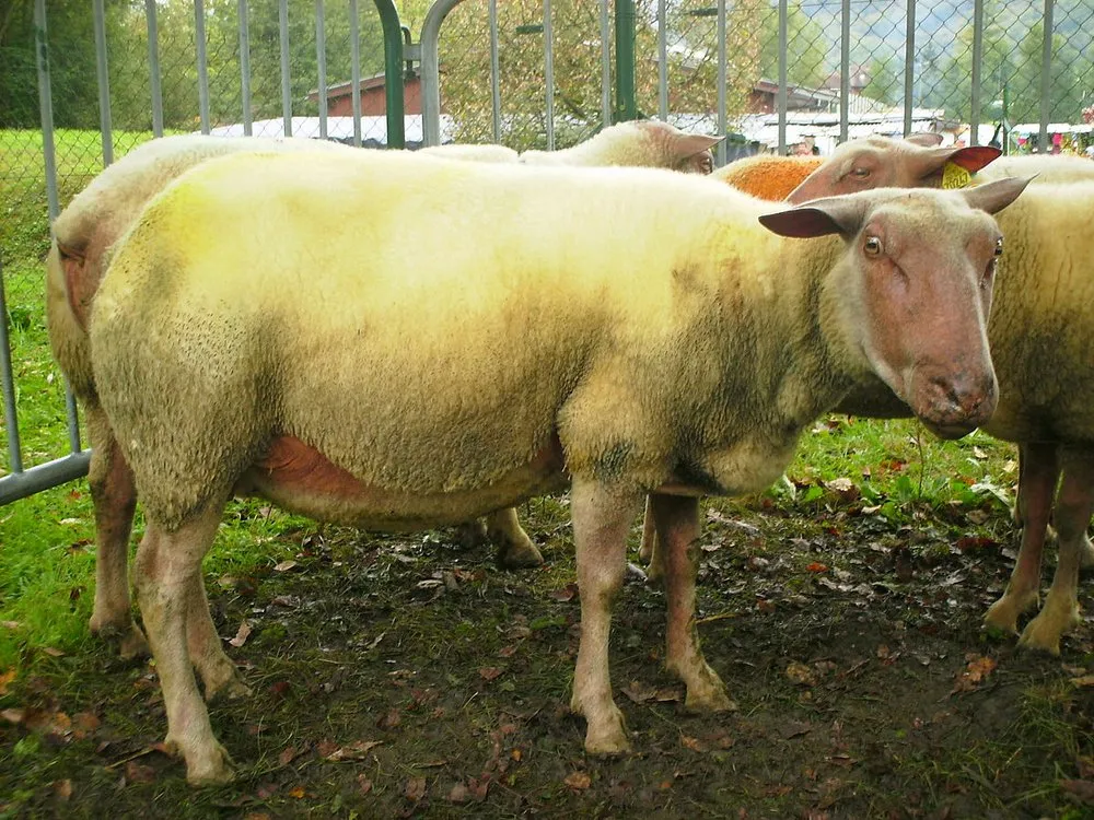 Руж де Луест (Rouge de l'Ouest)