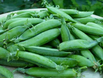 Сорти гороху Модус