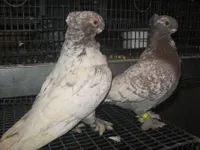 Фото Східний строкатий (Блондинет)