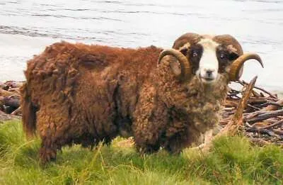 Арапава  Острівна (Arapawa Island)