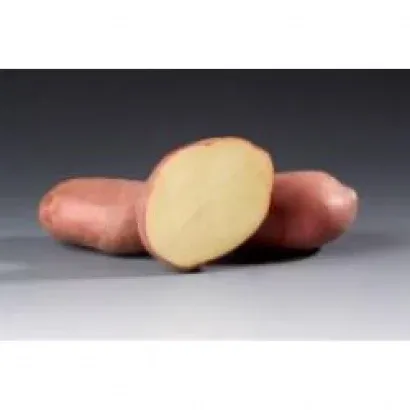 Сімплі Ред / Simple Red