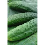 Фото Патріот F1