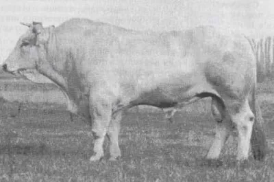 Українська м’ясна