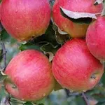 Фото Джонаголд