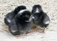 Фото Домінік