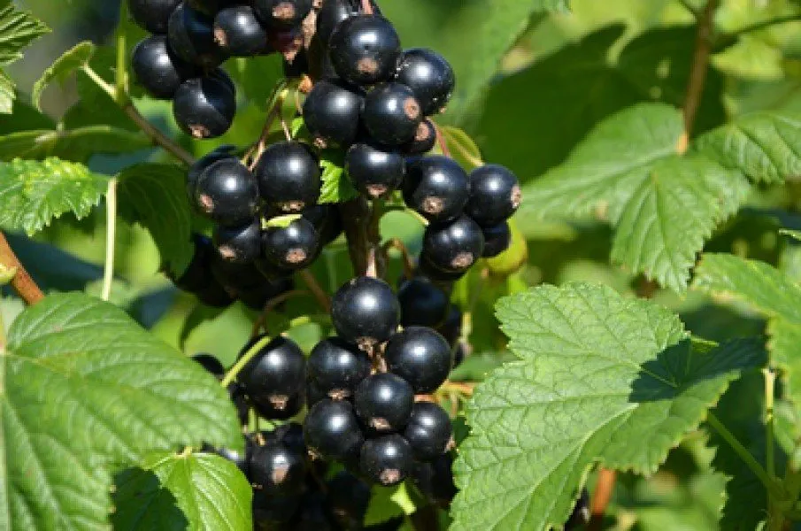 Краса Львова