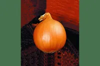 Фото Себола F1 (Сахара)