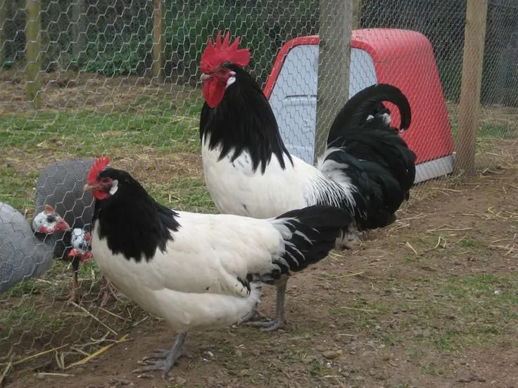 Лакенфельдер