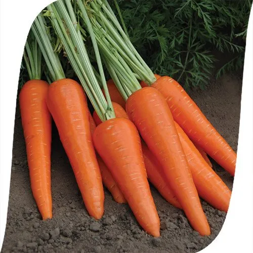 Абліксо F1 / Ablixo F1