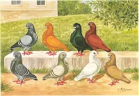 Фото Африканська чайка (сова)