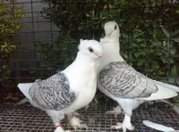 Фото Сатинет