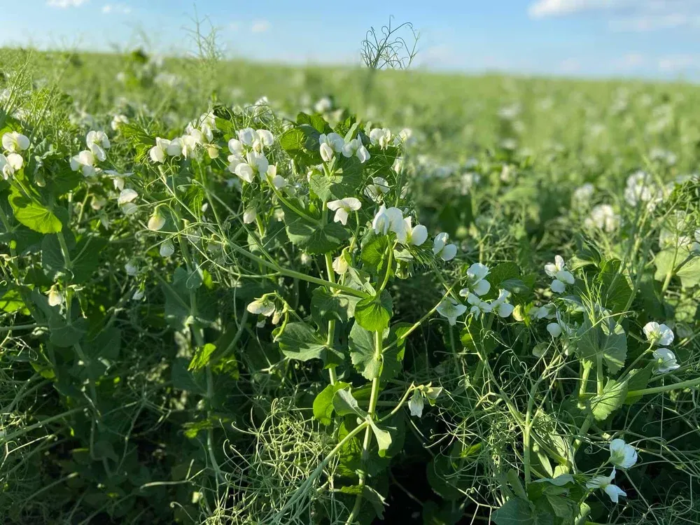 Баллтрап | Balltrap