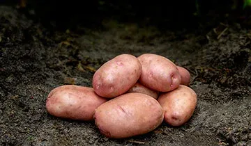 Сарпо Міра (Sarpo Mira)