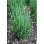 Фото Еректа / Erecta