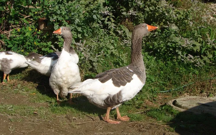 Австрійський Ландрас