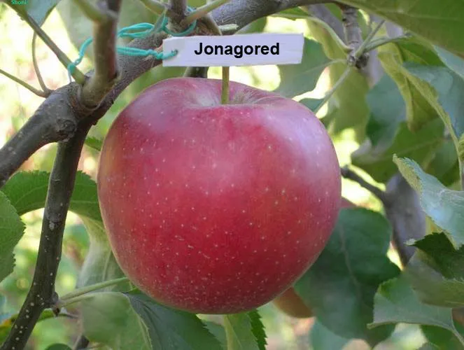 Джонагоред (Горець)