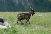 Фото Взуті кози