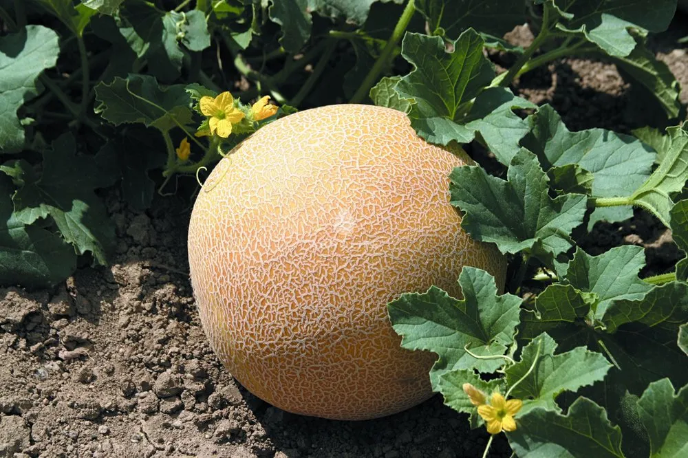 Сега F1 / Cega F1