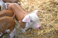 Фото Херефорд