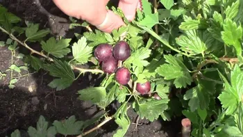 Сорти аґрусу Чорна капля