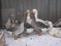 Фото Шадринські