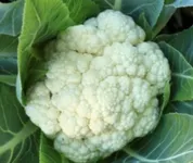 Фото Вінсон F1 / Vinson F1