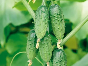 Сорти огірків Карапуз F1