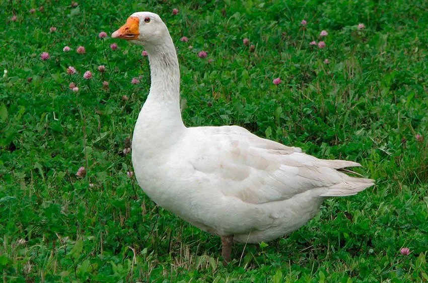 Адлер (Адлерська)