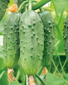 Сорти огірків Балалайка F1