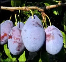 Трудівниця Млієва