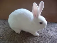 Фото Хальстландер (Hulstlander)