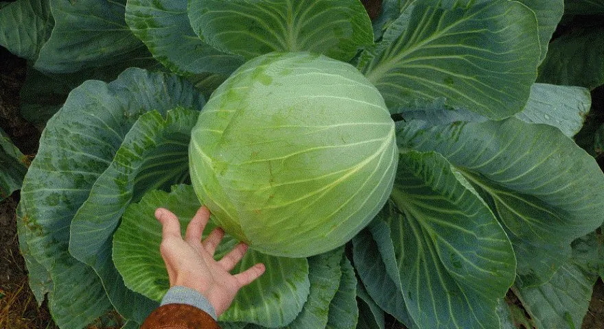 Фундаксі F1 / Fundaxy F1